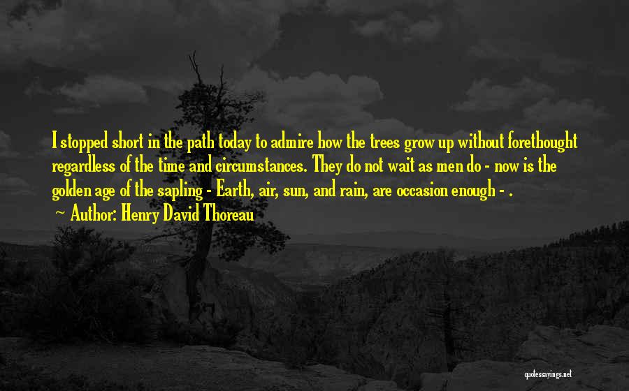 Henry David Thoreau Quotes: I Stopped Short In The Path Today To Admire How The Trees Grow Up Without Forethought Regardless Of The Time