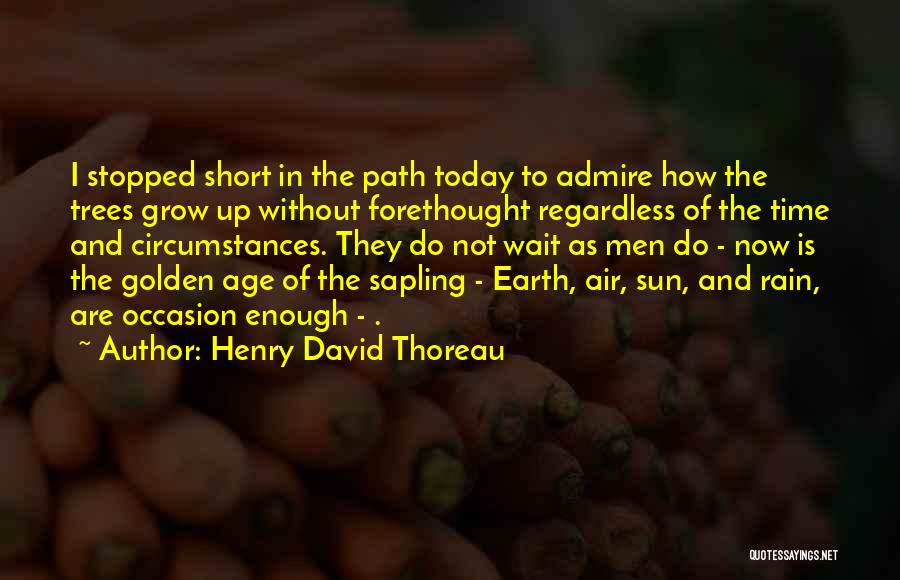 Henry David Thoreau Quotes: I Stopped Short In The Path Today To Admire How The Trees Grow Up Without Forethought Regardless Of The Time