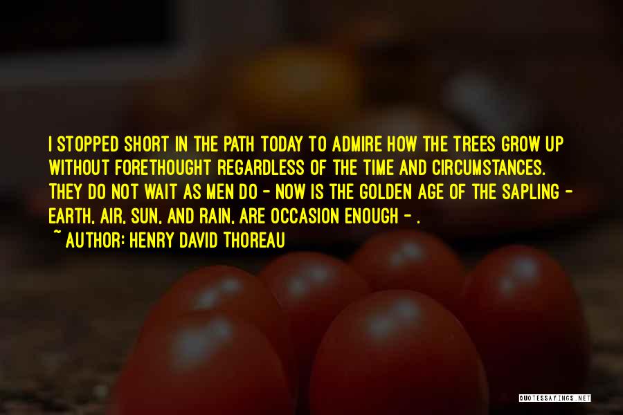 Henry David Thoreau Quotes: I Stopped Short In The Path Today To Admire How The Trees Grow Up Without Forethought Regardless Of The Time