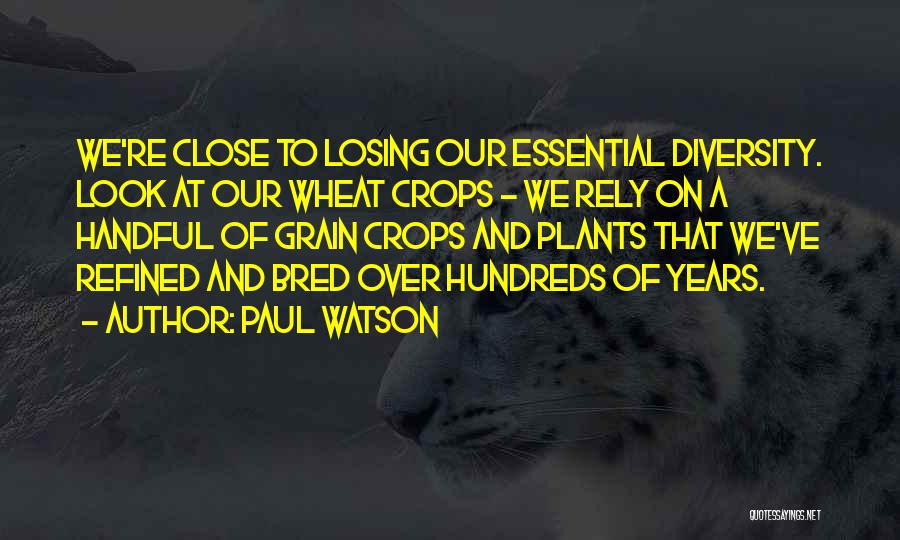 Paul Watson Quotes: We're Close To Losing Our Essential Diversity. Look At Our Wheat Crops - We Rely On A Handful Of Grain