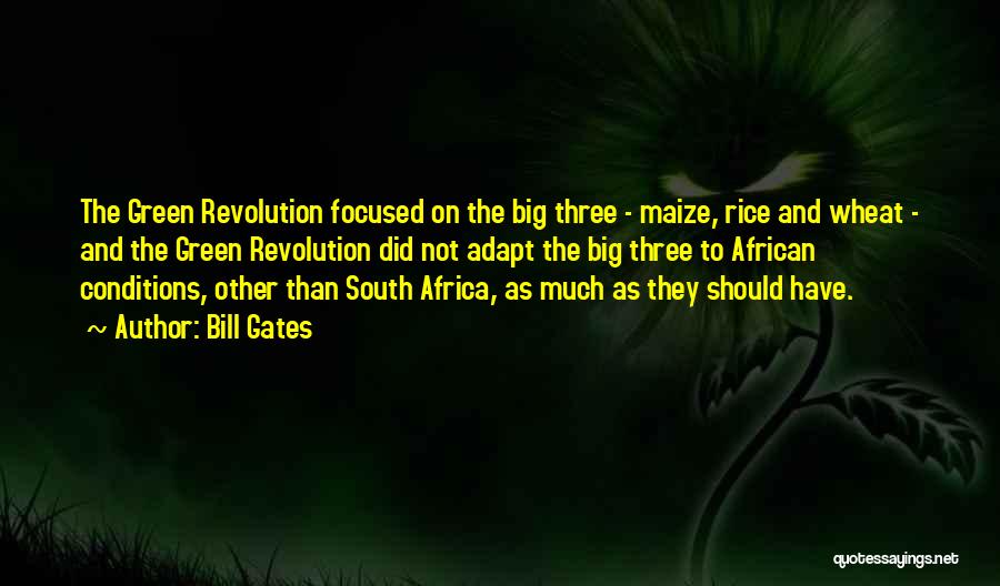 Bill Gates Quotes: The Green Revolution Focused On The Big Three - Maize, Rice And Wheat - And The Green Revolution Did Not