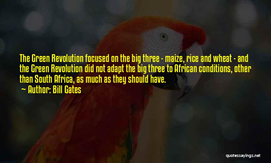 Bill Gates Quotes: The Green Revolution Focused On The Big Three - Maize, Rice And Wheat - And The Green Revolution Did Not