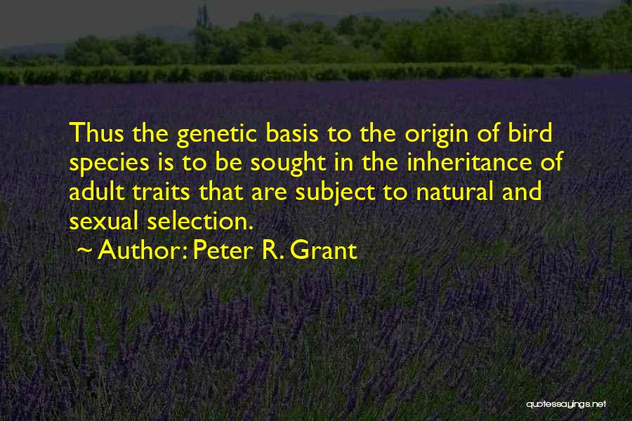 Peter R. Grant Quotes: Thus The Genetic Basis To The Origin Of Bird Species Is To Be Sought In The Inheritance Of Adult Traits