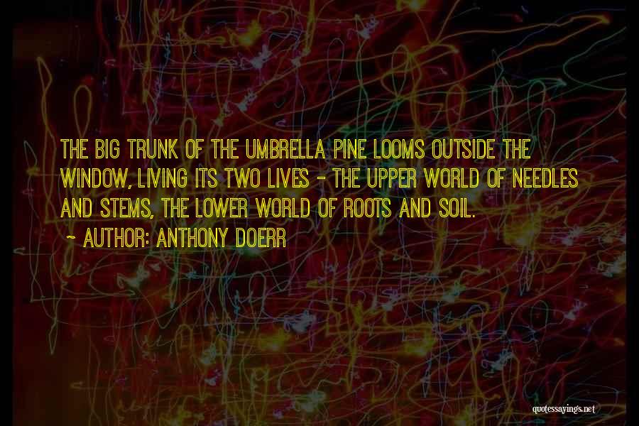 Anthony Doerr Quotes: The Big Trunk Of The Umbrella Pine Looms Outside The Window, Living Its Two Lives - The Upper World Of