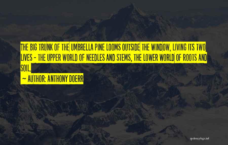 Anthony Doerr Quotes: The Big Trunk Of The Umbrella Pine Looms Outside The Window, Living Its Two Lives - The Upper World Of