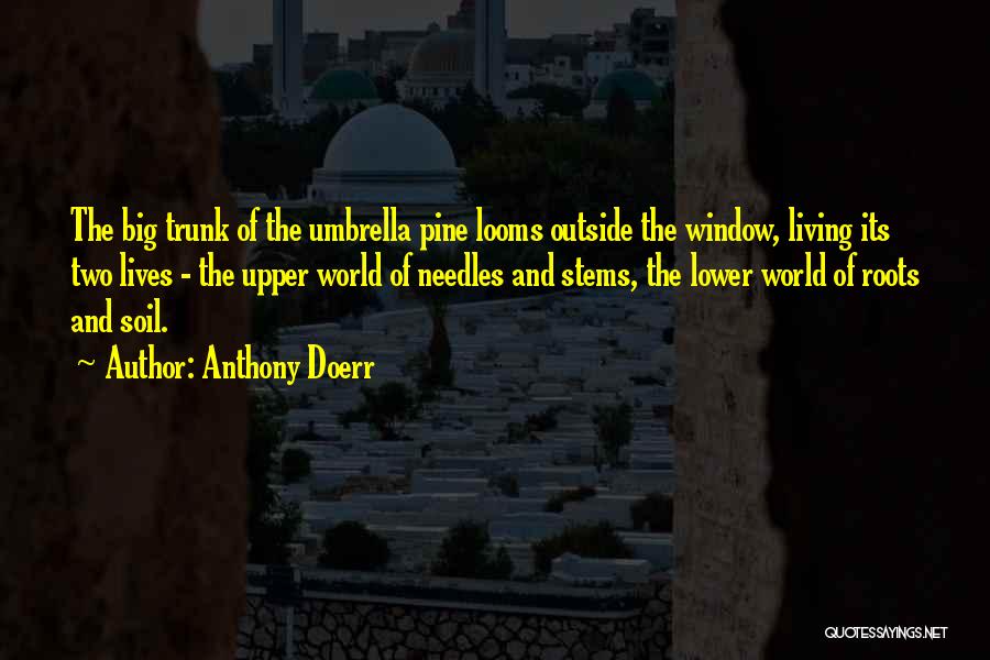 Anthony Doerr Quotes: The Big Trunk Of The Umbrella Pine Looms Outside The Window, Living Its Two Lives - The Upper World Of