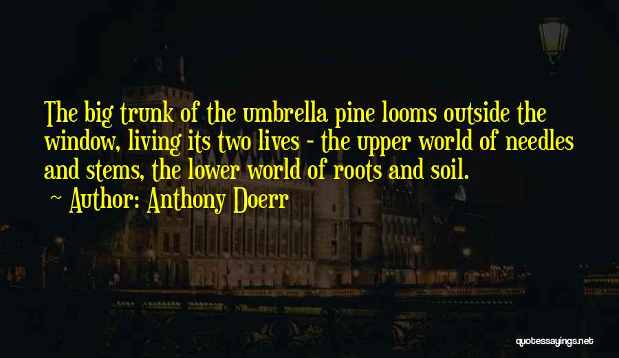 Anthony Doerr Quotes: The Big Trunk Of The Umbrella Pine Looms Outside The Window, Living Its Two Lives - The Upper World Of