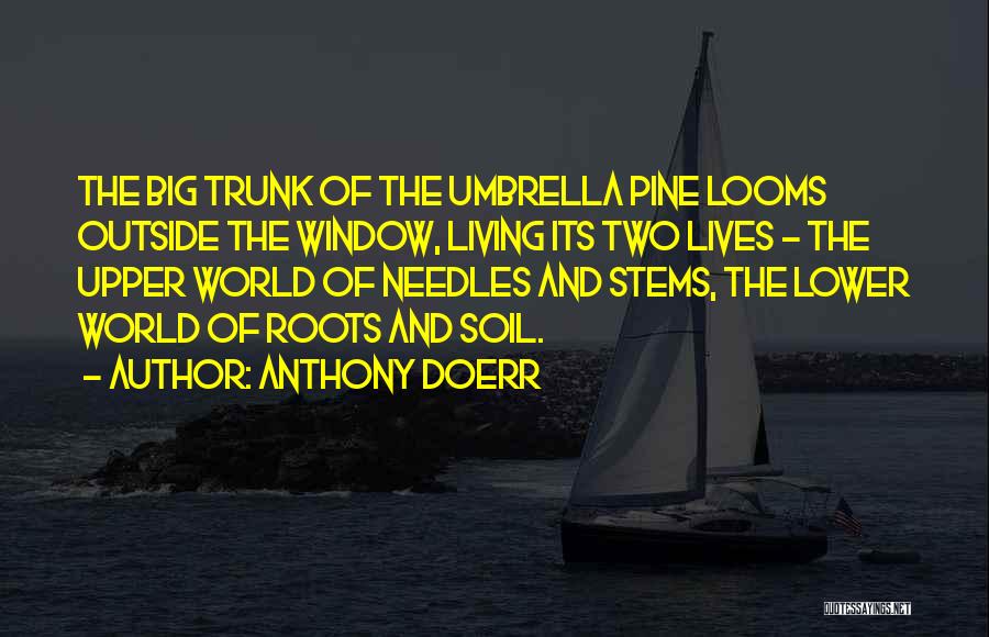 Anthony Doerr Quotes: The Big Trunk Of The Umbrella Pine Looms Outside The Window, Living Its Two Lives - The Upper World Of