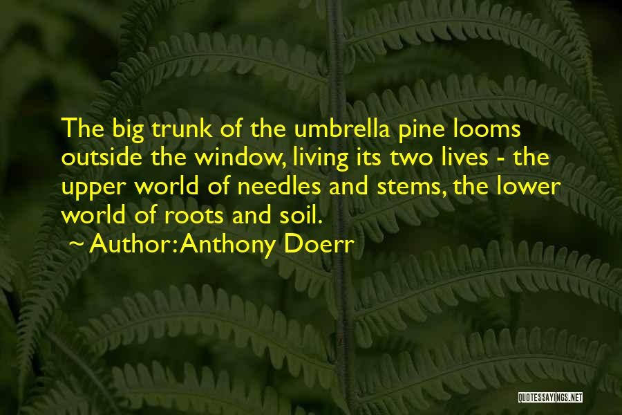 Anthony Doerr Quotes: The Big Trunk Of The Umbrella Pine Looms Outside The Window, Living Its Two Lives - The Upper World Of