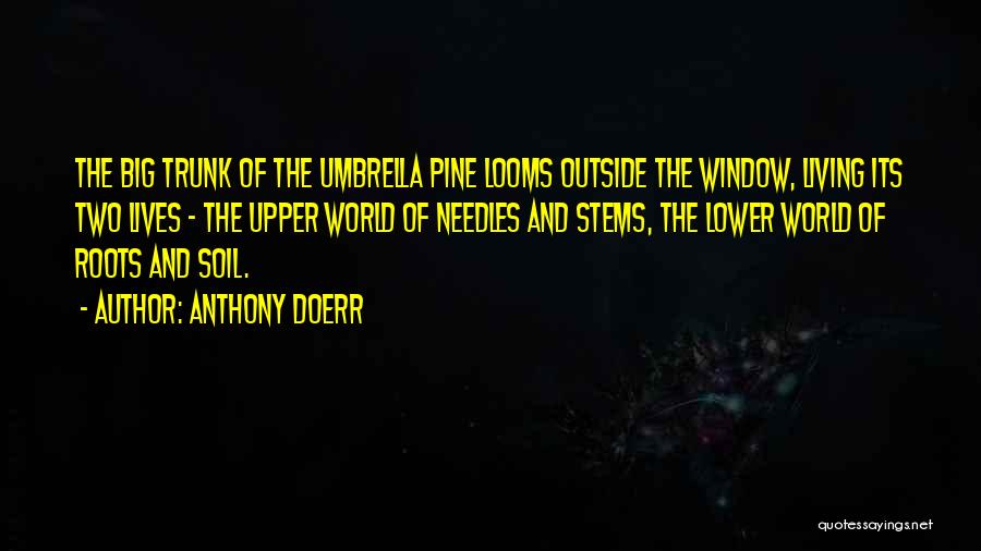 Anthony Doerr Quotes: The Big Trunk Of The Umbrella Pine Looms Outside The Window, Living Its Two Lives - The Upper World Of