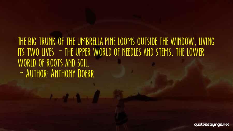 Anthony Doerr Quotes: The Big Trunk Of The Umbrella Pine Looms Outside The Window, Living Its Two Lives - The Upper World Of