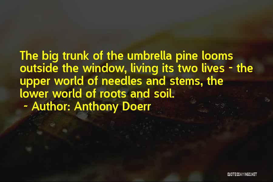 Anthony Doerr Quotes: The Big Trunk Of The Umbrella Pine Looms Outside The Window, Living Its Two Lives - The Upper World Of