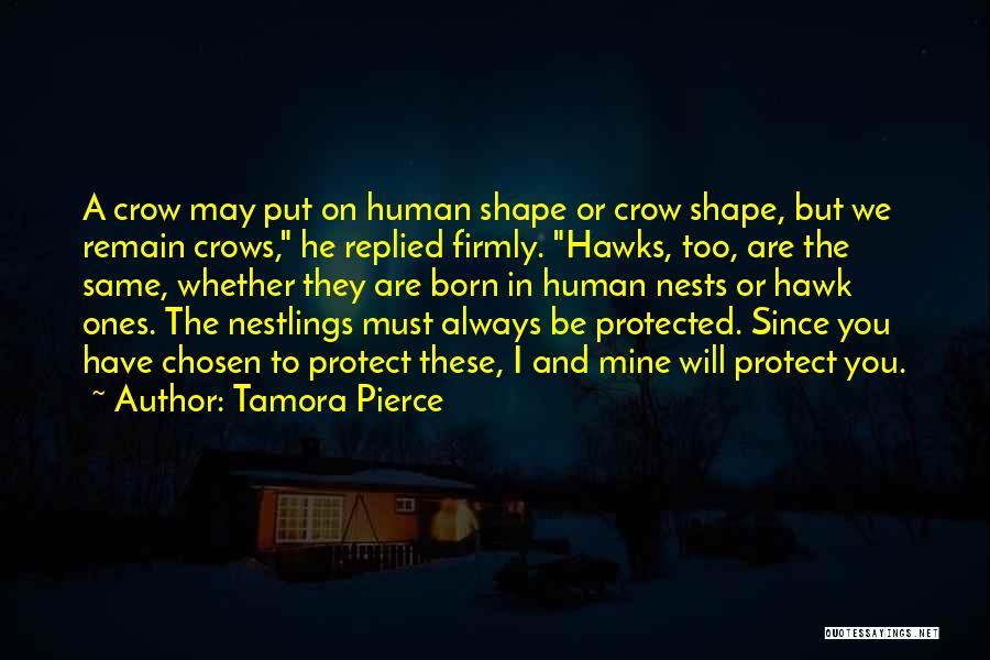 Tamora Pierce Quotes: A Crow May Put On Human Shape Or Crow Shape, But We Remain Crows, He Replied Firmly. Hawks, Too, Are