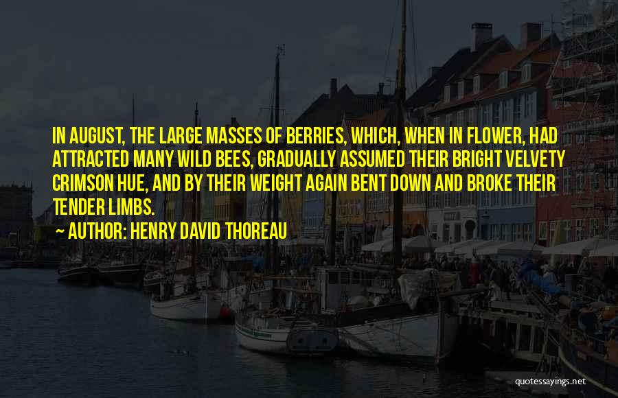 Henry David Thoreau Quotes: In August, The Large Masses Of Berries, Which, When In Flower, Had Attracted Many Wild Bees, Gradually Assumed Their Bright