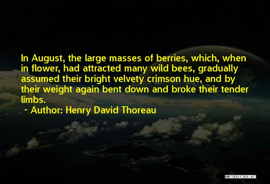 Henry David Thoreau Quotes: In August, The Large Masses Of Berries, Which, When In Flower, Had Attracted Many Wild Bees, Gradually Assumed Their Bright