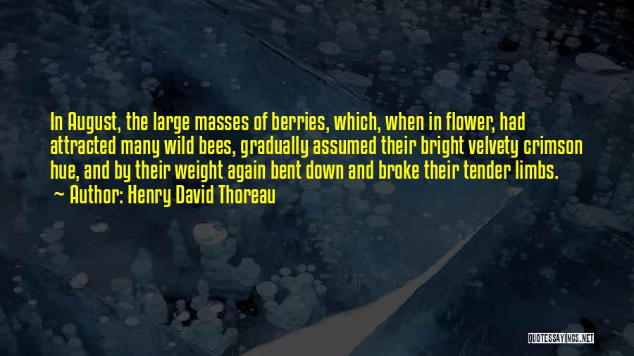 Henry David Thoreau Quotes: In August, The Large Masses Of Berries, Which, When In Flower, Had Attracted Many Wild Bees, Gradually Assumed Their Bright