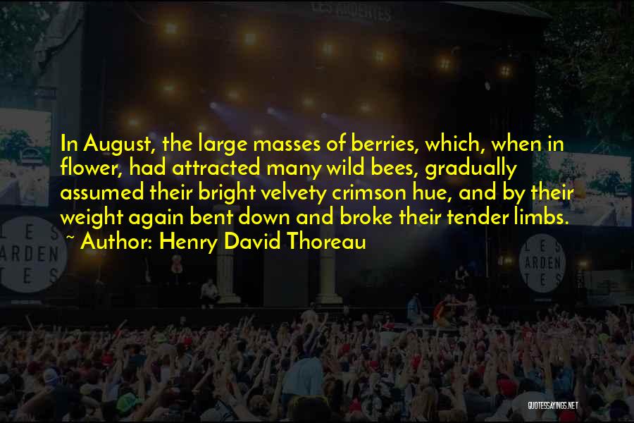 Henry David Thoreau Quotes: In August, The Large Masses Of Berries, Which, When In Flower, Had Attracted Many Wild Bees, Gradually Assumed Their Bright