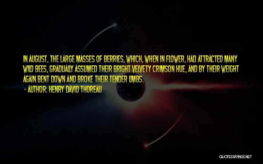 Henry David Thoreau Quotes: In August, The Large Masses Of Berries, Which, When In Flower, Had Attracted Many Wild Bees, Gradually Assumed Their Bright