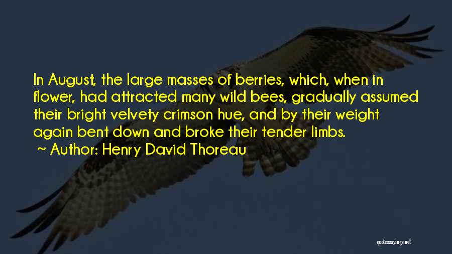 Henry David Thoreau Quotes: In August, The Large Masses Of Berries, Which, When In Flower, Had Attracted Many Wild Bees, Gradually Assumed Their Bright