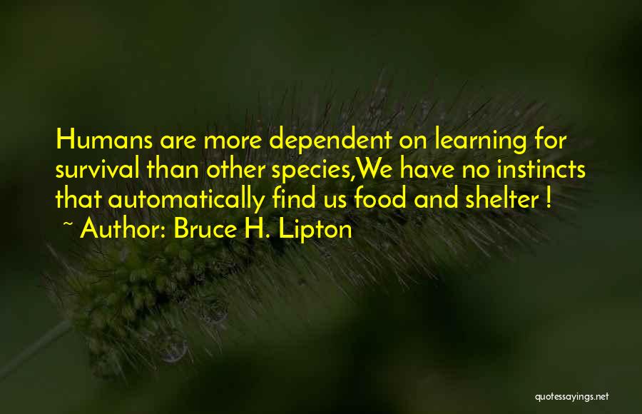 Bruce H. Lipton Quotes: Humans Are More Dependent On Learning For Survival Than Other Species,we Have No Instincts That Automatically Find Us Food And