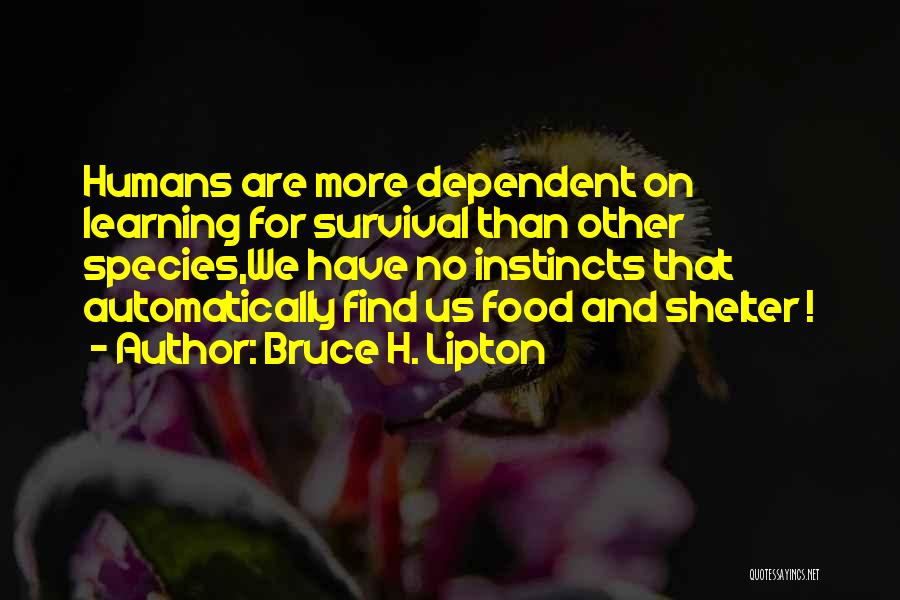Bruce H. Lipton Quotes: Humans Are More Dependent On Learning For Survival Than Other Species,we Have No Instincts That Automatically Find Us Food And