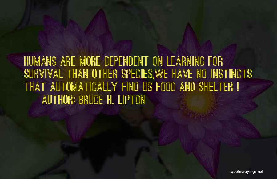 Bruce H. Lipton Quotes: Humans Are More Dependent On Learning For Survival Than Other Species,we Have No Instincts That Automatically Find Us Food And