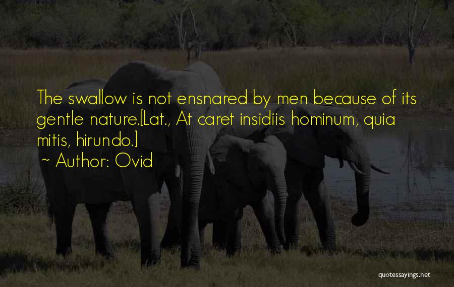 Ovid Quotes: The Swallow Is Not Ensnared By Men Because Of Its Gentle Nature.[lat., At Caret Insidiis Hominum, Quia Mitis, Hirundo.]