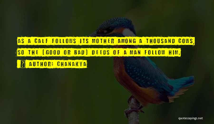 Chanakya Quotes: As A Calf Follows Its Mother Among A Thousand Cows, So The (good Or Bad) Deeds Of A Man Follow