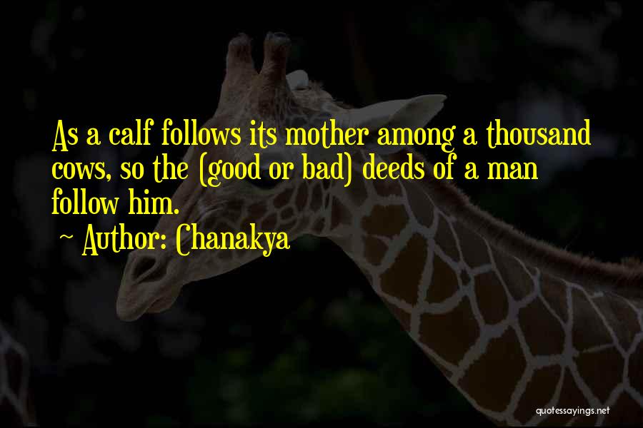 Chanakya Quotes: As A Calf Follows Its Mother Among A Thousand Cows, So The (good Or Bad) Deeds Of A Man Follow