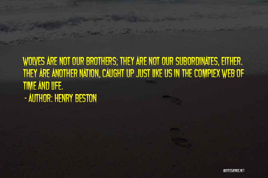 Henry Beston Quotes: Wolves Are Not Our Brothers; They Are Not Our Subordinates, Either. They Are Another Nation, Caught Up Just Like Us