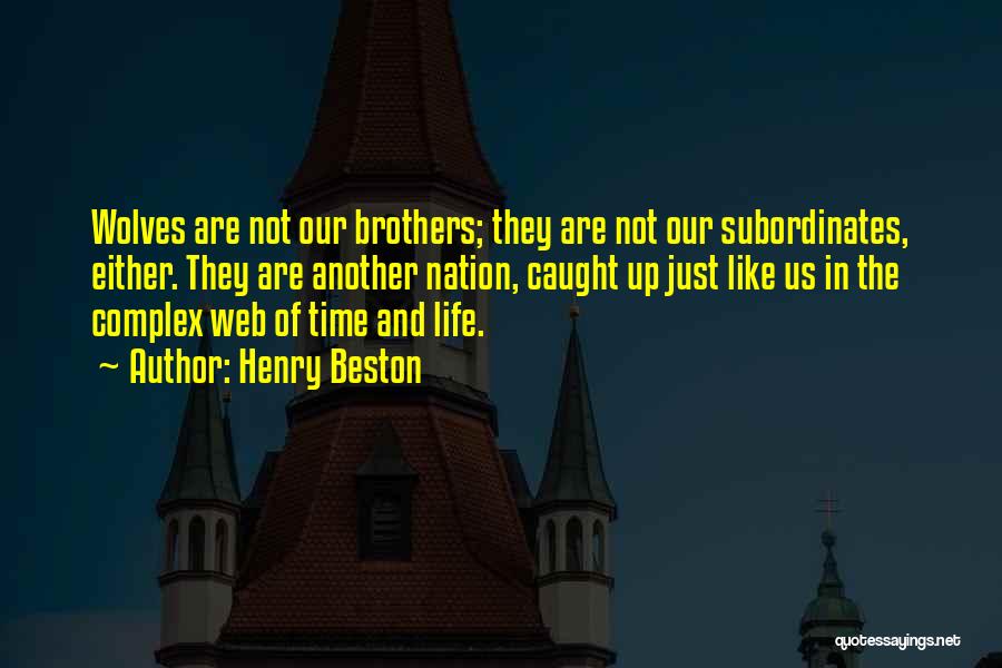 Henry Beston Quotes: Wolves Are Not Our Brothers; They Are Not Our Subordinates, Either. They Are Another Nation, Caught Up Just Like Us