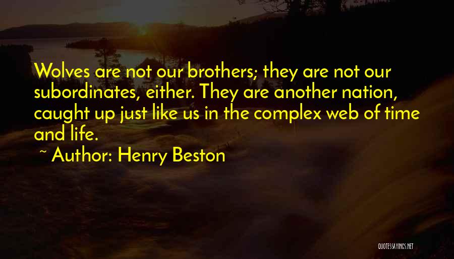 Henry Beston Quotes: Wolves Are Not Our Brothers; They Are Not Our Subordinates, Either. They Are Another Nation, Caught Up Just Like Us