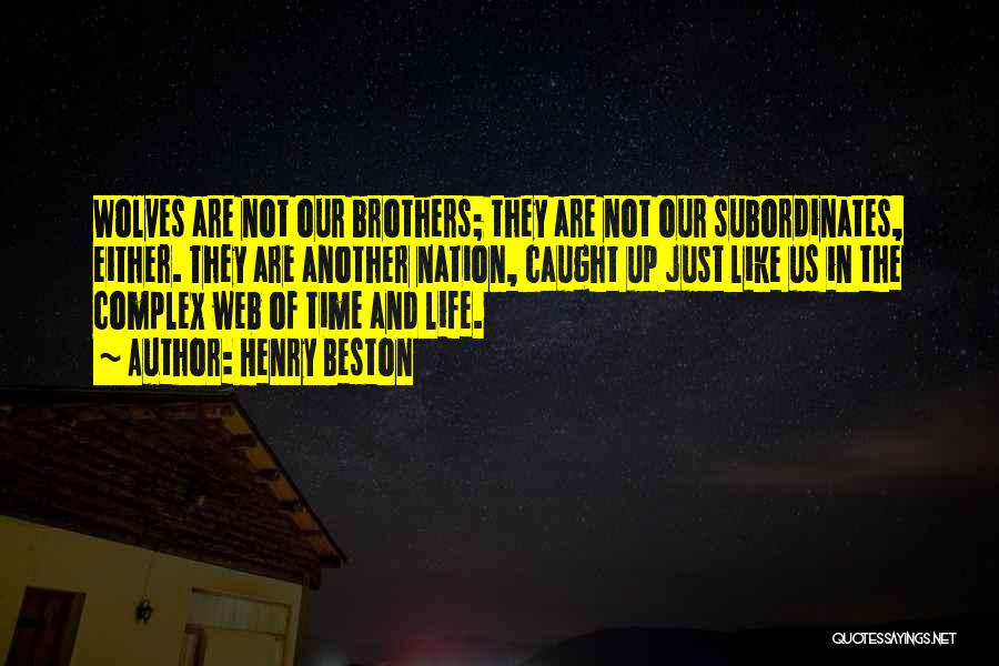 Henry Beston Quotes: Wolves Are Not Our Brothers; They Are Not Our Subordinates, Either. They Are Another Nation, Caught Up Just Like Us