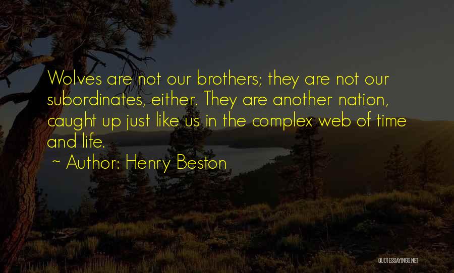 Henry Beston Quotes: Wolves Are Not Our Brothers; They Are Not Our Subordinates, Either. They Are Another Nation, Caught Up Just Like Us