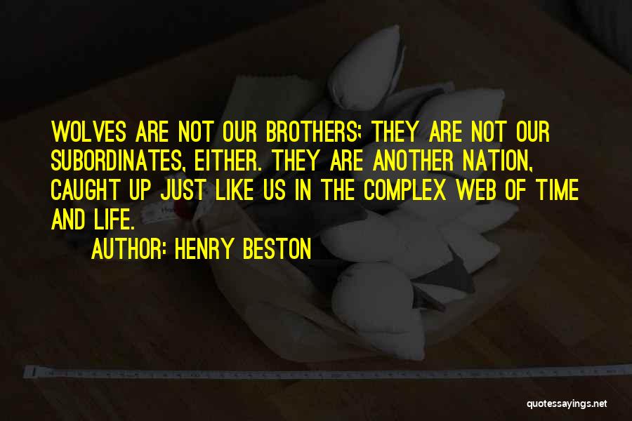 Henry Beston Quotes: Wolves Are Not Our Brothers; They Are Not Our Subordinates, Either. They Are Another Nation, Caught Up Just Like Us