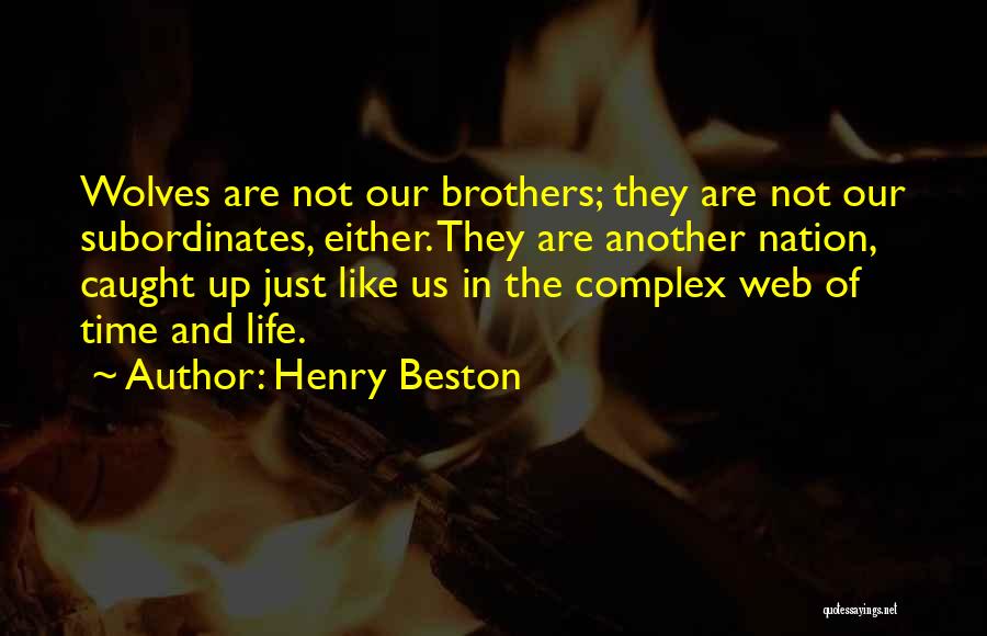 Henry Beston Quotes: Wolves Are Not Our Brothers; They Are Not Our Subordinates, Either. They Are Another Nation, Caught Up Just Like Us