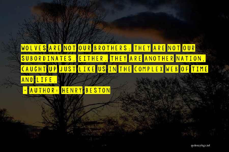 Henry Beston Quotes: Wolves Are Not Our Brothers; They Are Not Our Subordinates, Either. They Are Another Nation, Caught Up Just Like Us