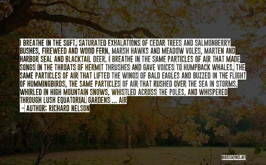 Richard Nelson Quotes: I Breathe In The Soft, Saturated Exhalations Of Cedar Trees And Salmonberry Bushes, Fireweed And Wood Fern, Marsh Hawks And