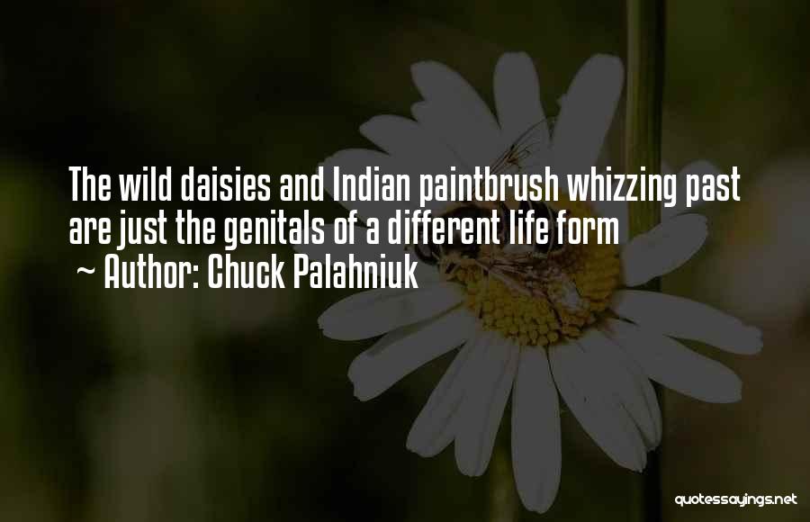 Chuck Palahniuk Quotes: The Wild Daisies And Indian Paintbrush Whizzing Past Are Just The Genitals Of A Different Life Form