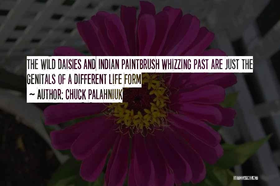 Chuck Palahniuk Quotes: The Wild Daisies And Indian Paintbrush Whizzing Past Are Just The Genitals Of A Different Life Form