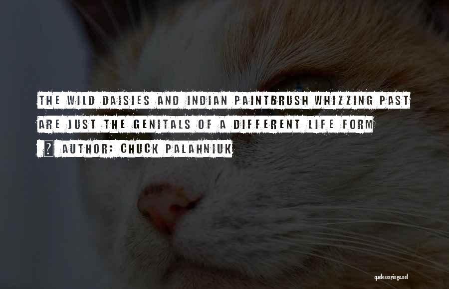 Chuck Palahniuk Quotes: The Wild Daisies And Indian Paintbrush Whizzing Past Are Just The Genitals Of A Different Life Form