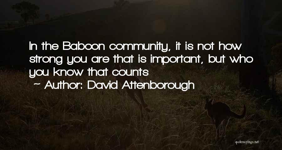 David Attenborough Quotes: In The Baboon Community, It Is Not How Strong You Are That Is Important, But Who You Know That Counts