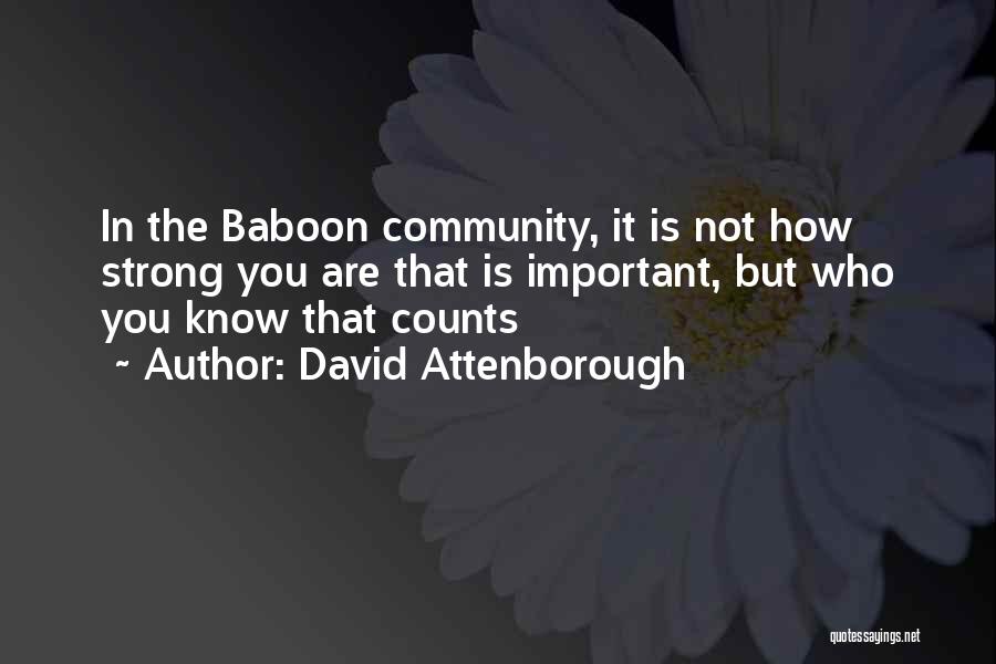 David Attenborough Quotes: In The Baboon Community, It Is Not How Strong You Are That Is Important, But Who You Know That Counts