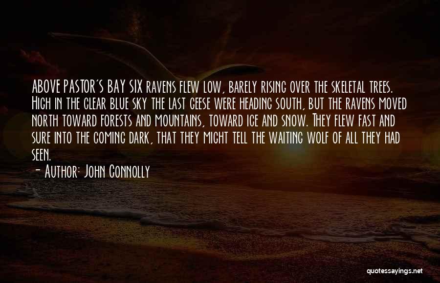 John Connolly Quotes: Above Pastor's Bay Six Ravens Flew Low, Barely Rising Over The Skeletal Trees. High In The Clear Blue Sky The