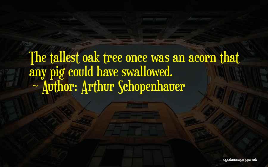 Arthur Schopenhauer Quotes: The Tallest Oak Tree Once Was An Acorn That Any Pig Could Have Swallowed.