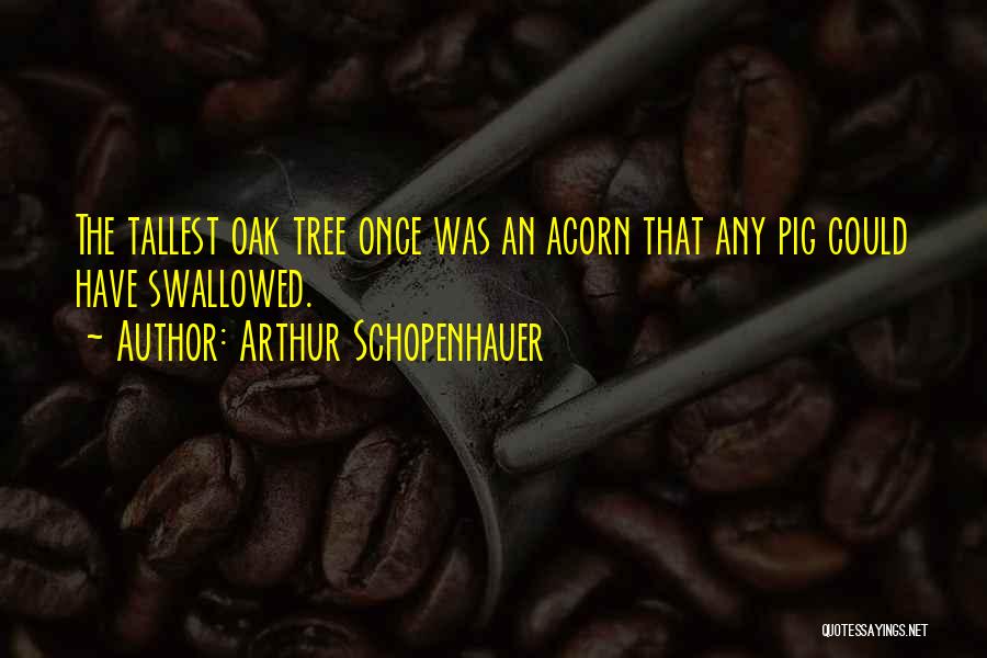 Arthur Schopenhauer Quotes: The Tallest Oak Tree Once Was An Acorn That Any Pig Could Have Swallowed.