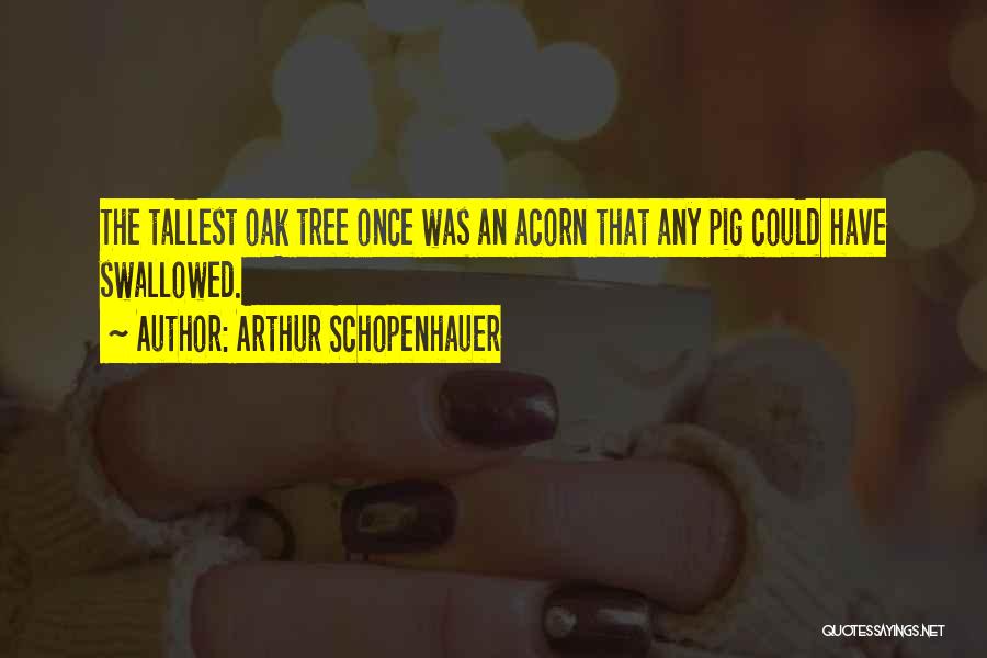 Arthur Schopenhauer Quotes: The Tallest Oak Tree Once Was An Acorn That Any Pig Could Have Swallowed.