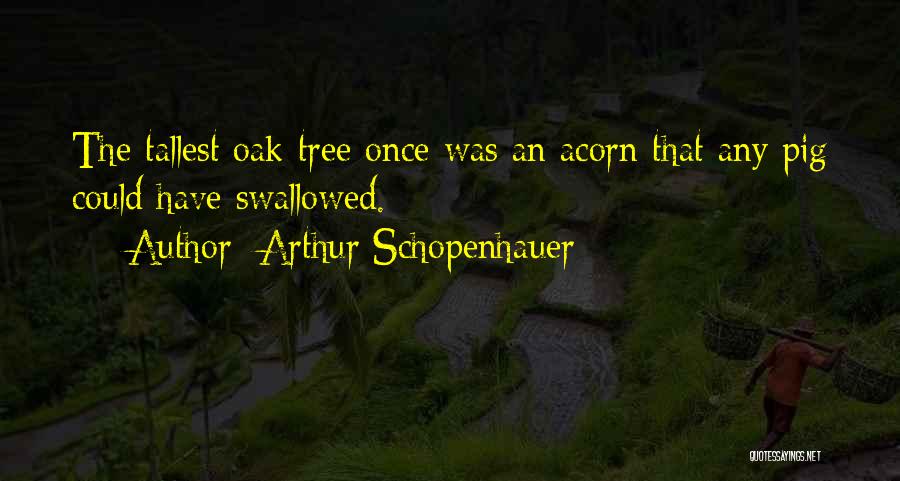 Arthur Schopenhauer Quotes: The Tallest Oak Tree Once Was An Acorn That Any Pig Could Have Swallowed.