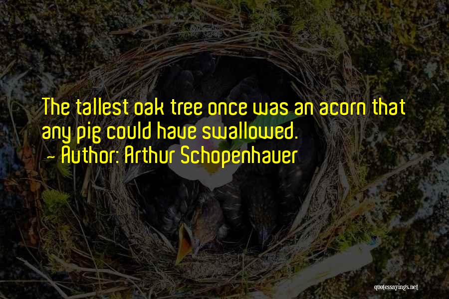 Arthur Schopenhauer Quotes: The Tallest Oak Tree Once Was An Acorn That Any Pig Could Have Swallowed.