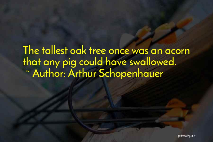 Arthur Schopenhauer Quotes: The Tallest Oak Tree Once Was An Acorn That Any Pig Could Have Swallowed.